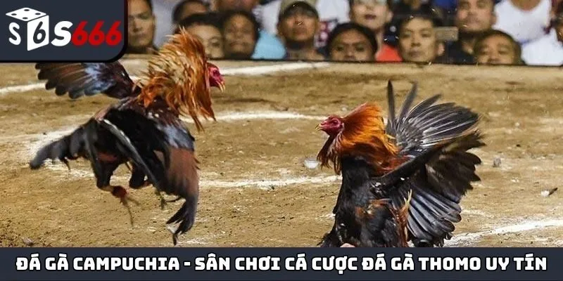 Đá gà Campuchia
