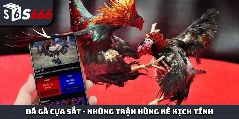đá gà cựa sắt